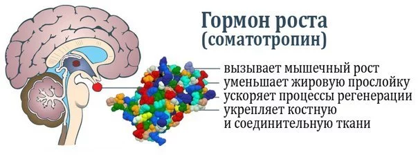 Гормоны роста и их влияние на общее здоровье